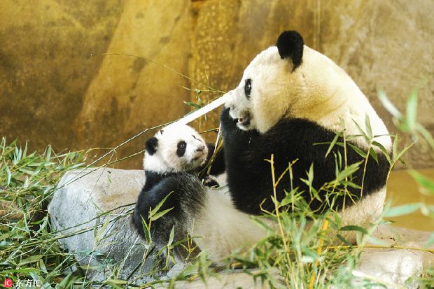 Planes en Madrid: Zoo Aquarium