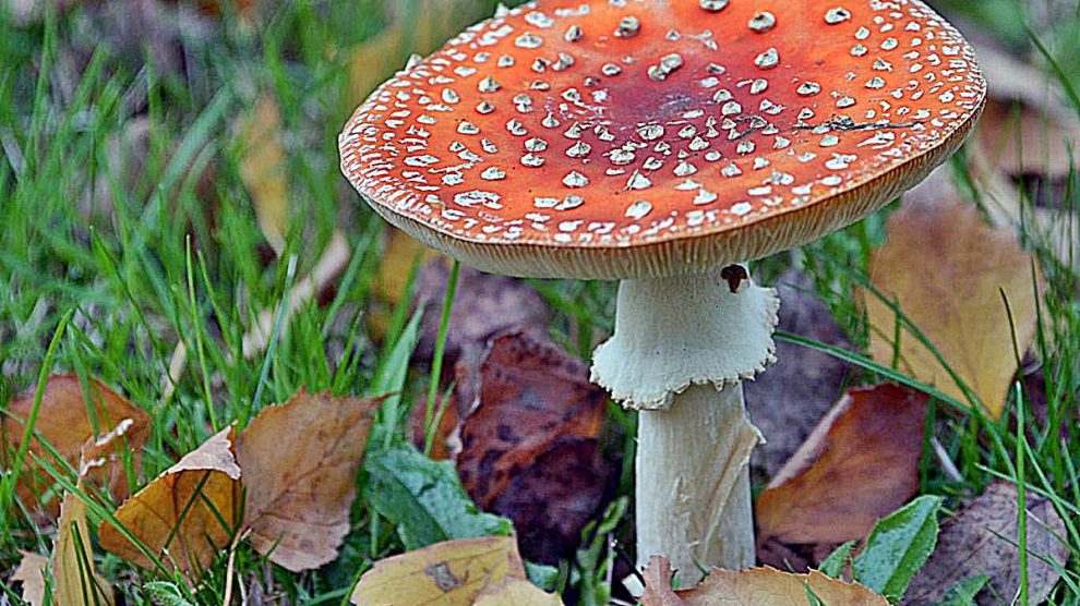 5 drogas alucinógenas y sus efectos