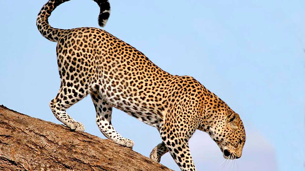 Los 5 datos que no conocías sobre los leopardo