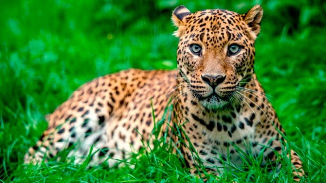 Los 5 datos que no conocías sobre los leopardo