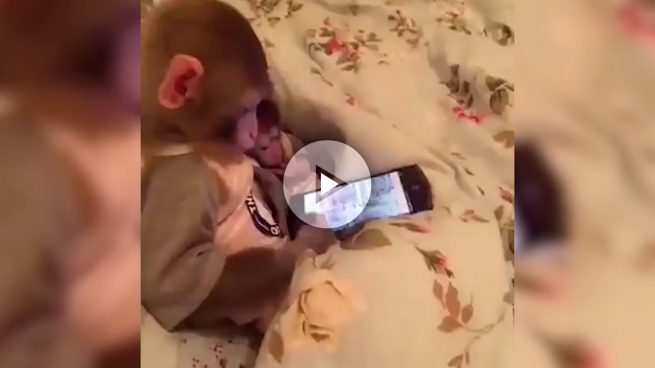 Este mono y su cría juegan con el móvil como un par de humanos
