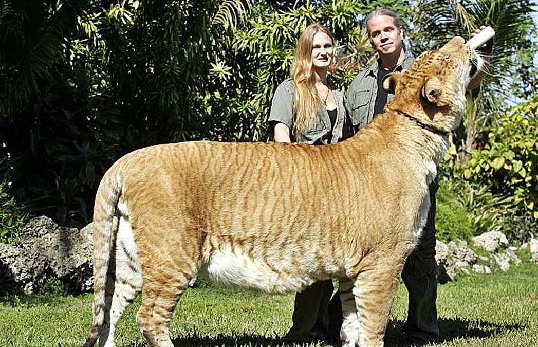Гибрид льва и тигра фото
