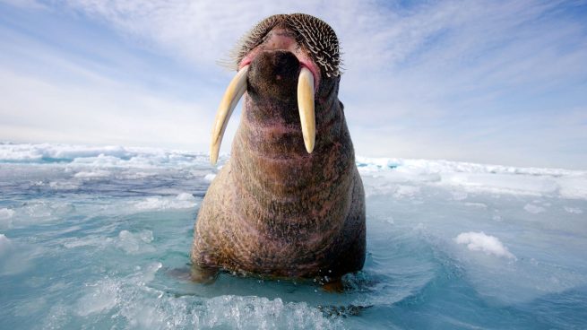 5 Animales Que Solo Podrias Ver En La Antartida