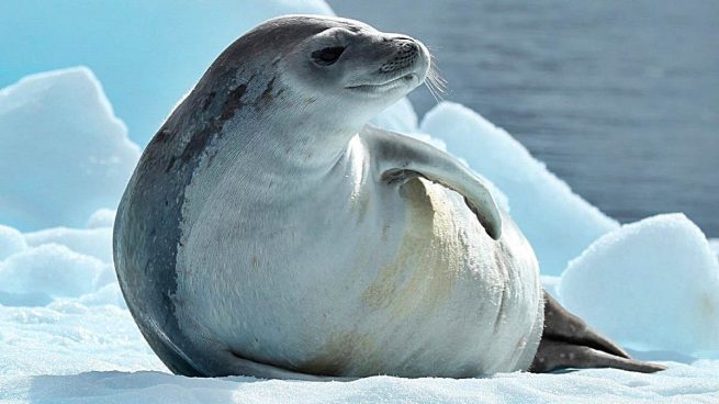 animales antartida focas
