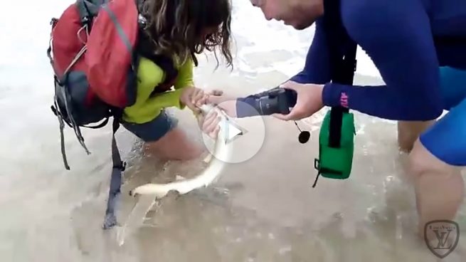 Se lleva un mordisco de tiburón por sacarlo del agua para hacerse una foto