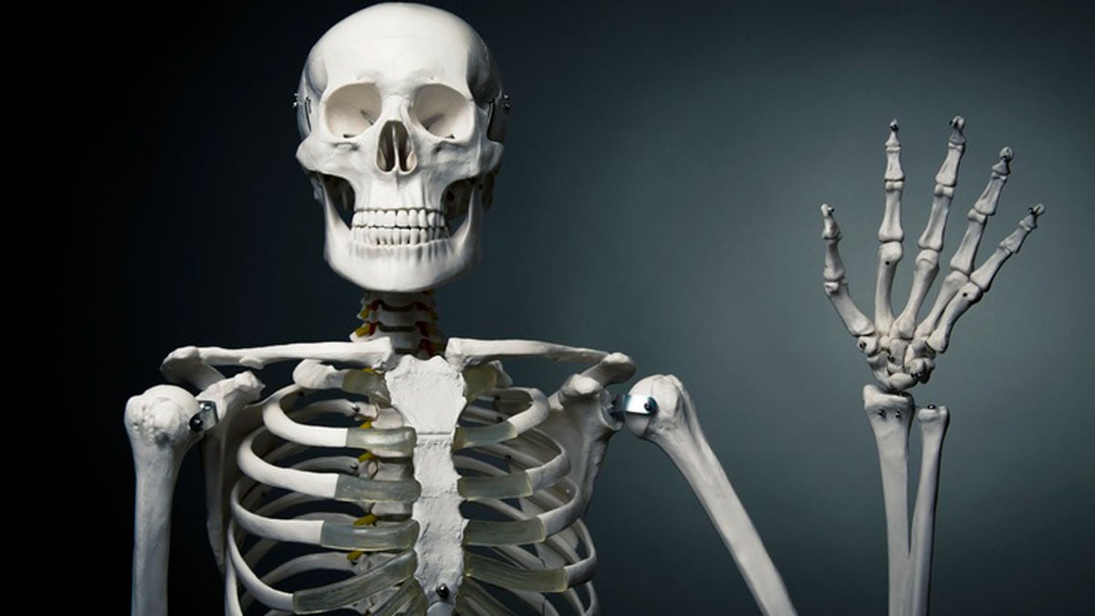 Los 5 datos más interesantes del esqueleto humano