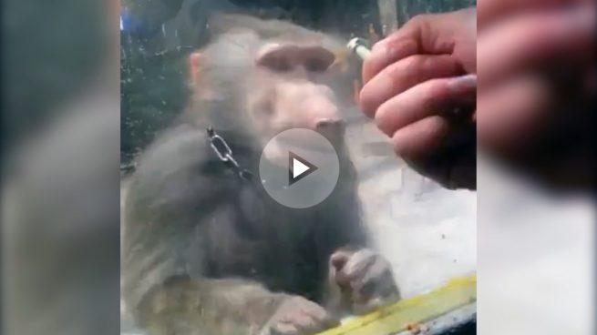 La reacción más humana de este mono da la vuelta al mundo