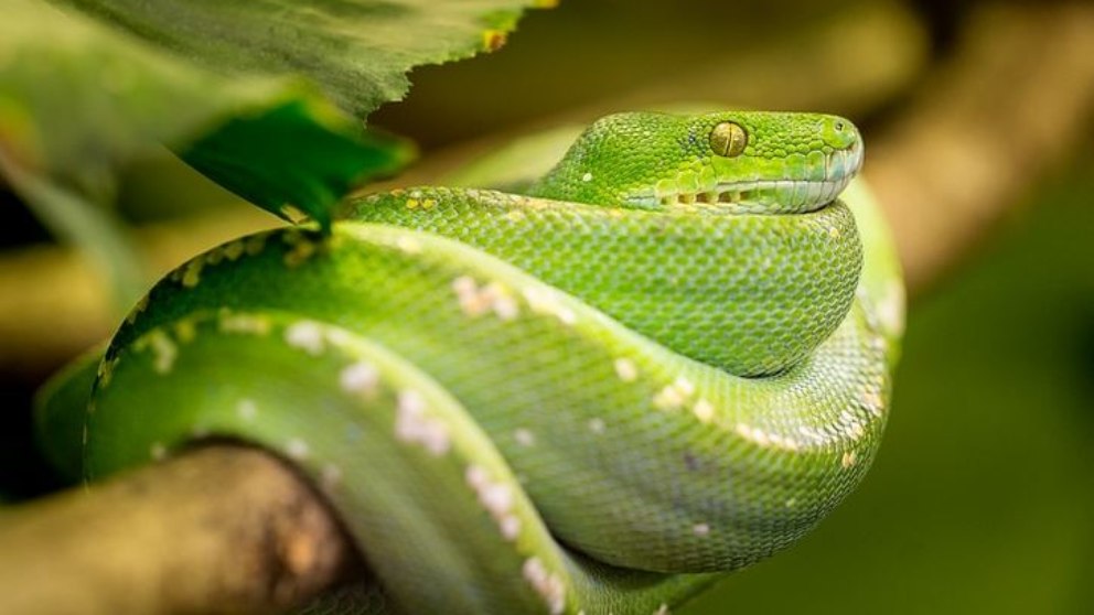 Las serpientes son versátiles y, por tanto, pueden vivir en casi cualquier entorno.