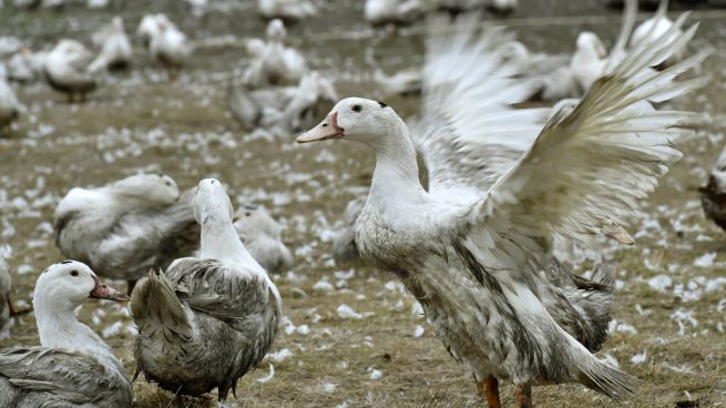 gripe-aviar-cataluna-francia