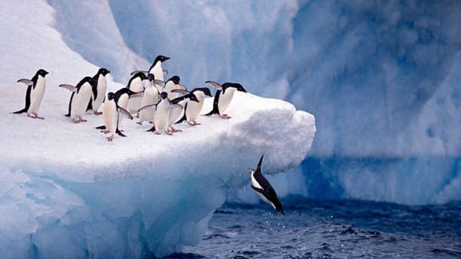 Animales Antártida
