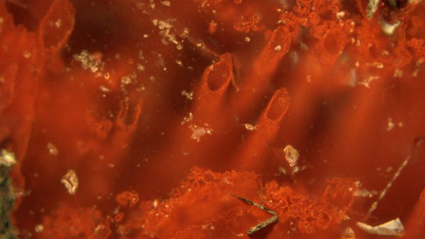 Descubren microfósiles de al menos 3.770 millones de años de antigüedad