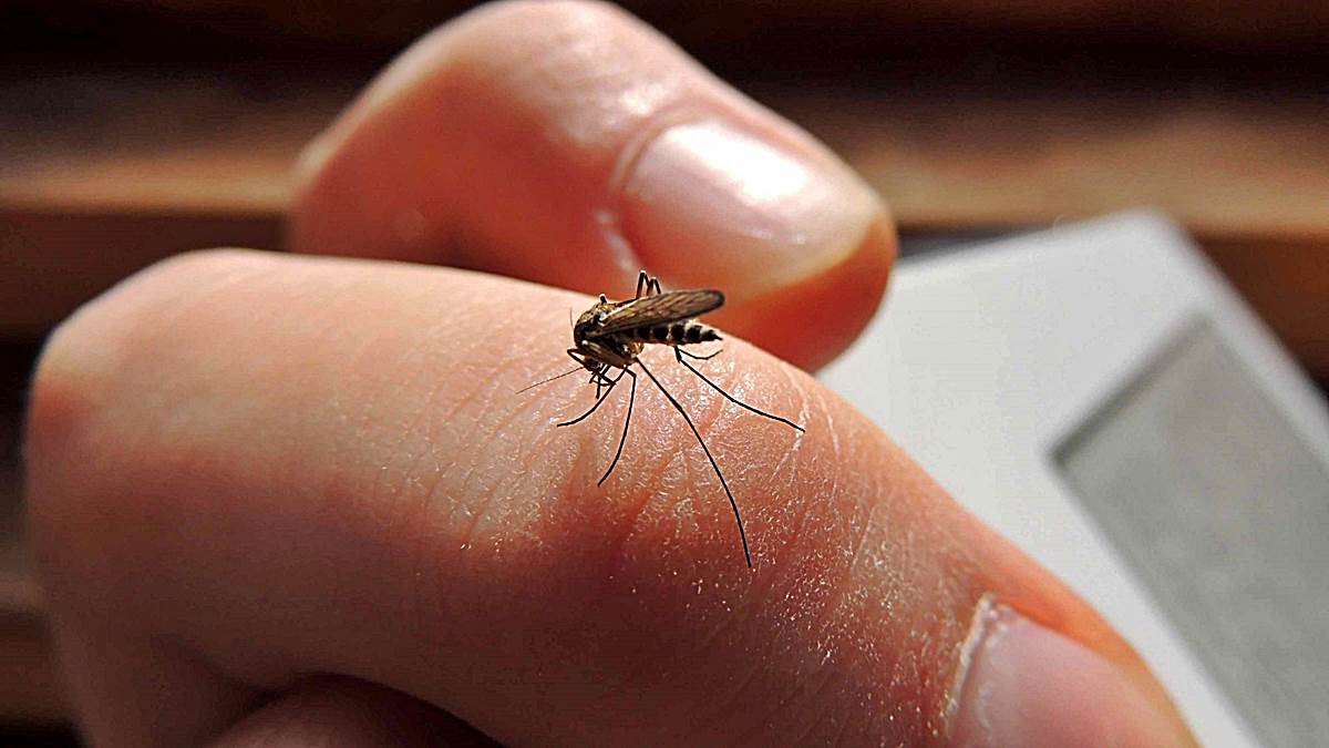 como se transmite dengue contagio b