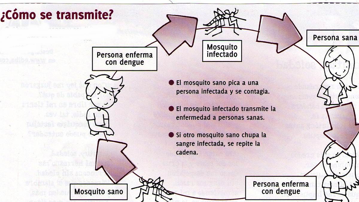 como se transmite dengue contagio