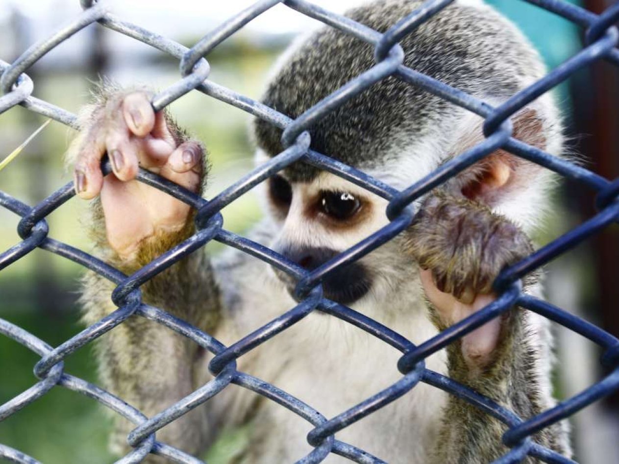 3 de marzo el Día Mundial de la Vida Silvestre, ¿sabes por qué