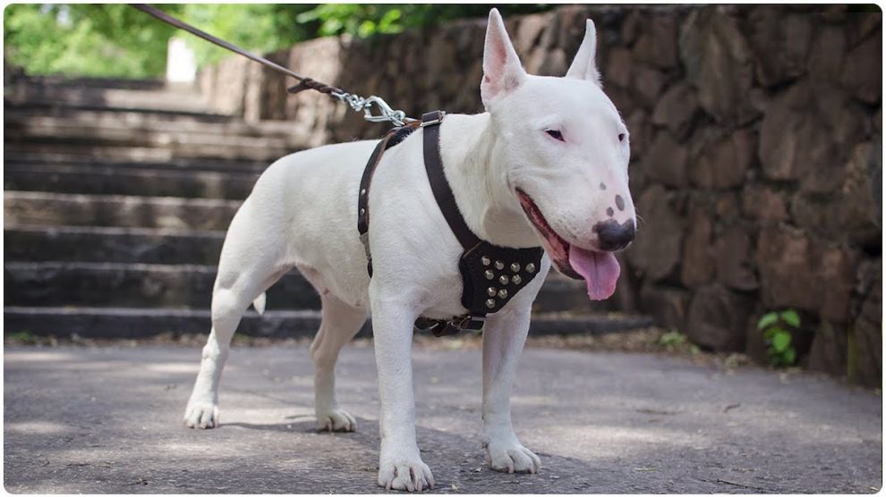 Bull Terrier