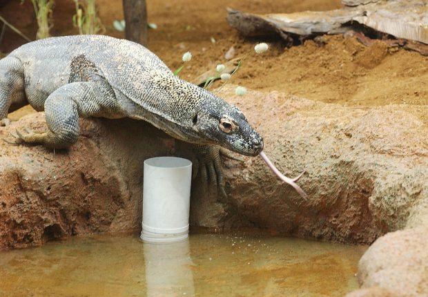 Dragón de Komodo