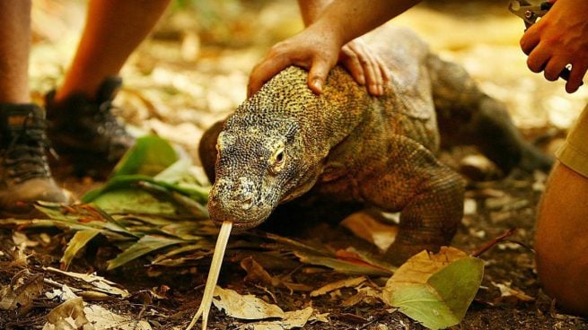 Dragón de Komodo