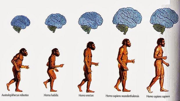 origen del hombre teorias evolución a