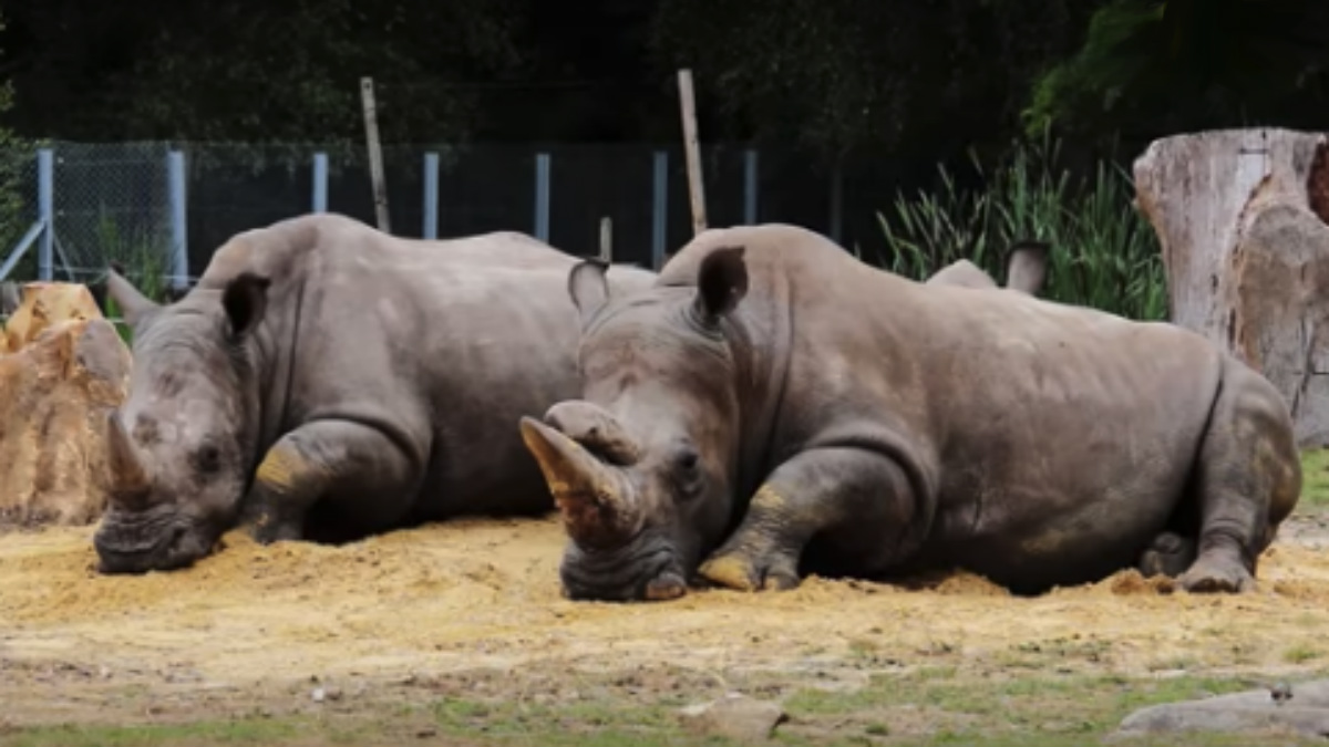 Rinocerontes en el Zoo de Thoiry
