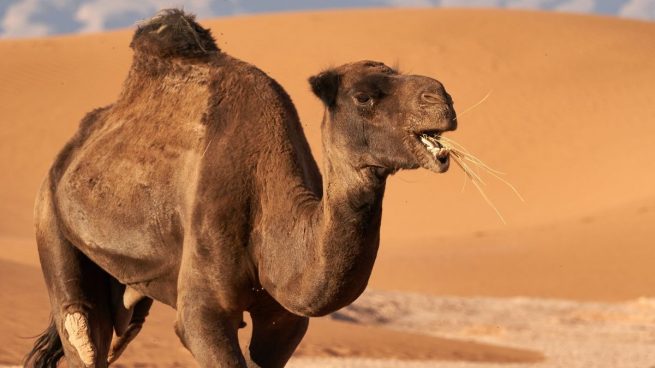 ¿Sabes diferenciar entre camellos y dromedarios?