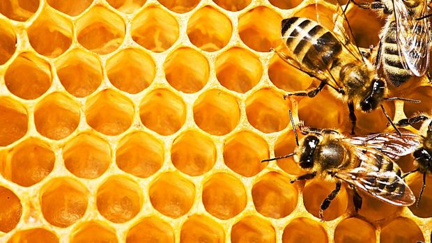 Cómo las abejas producen la miel?