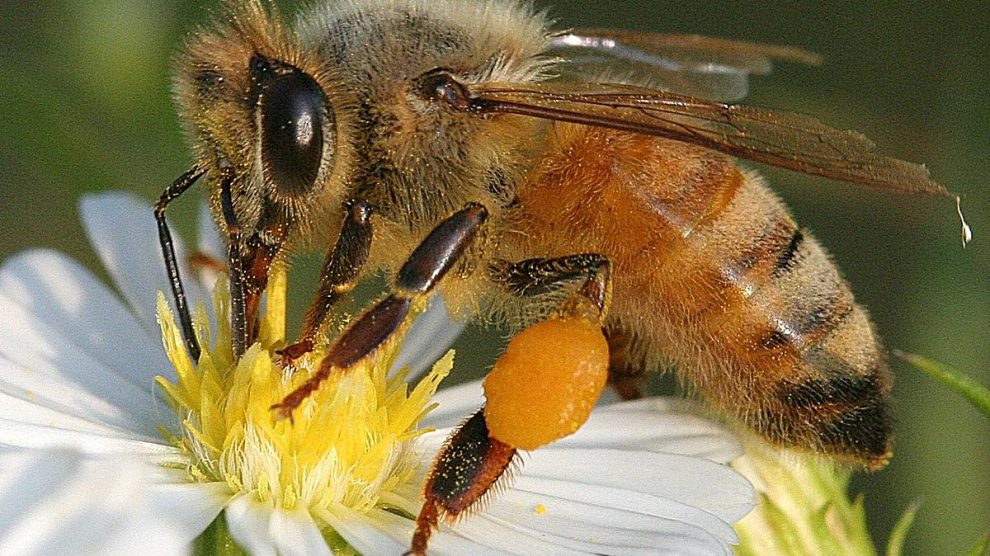 ¿cómo Las Abejas Producen La Mielemk 9514