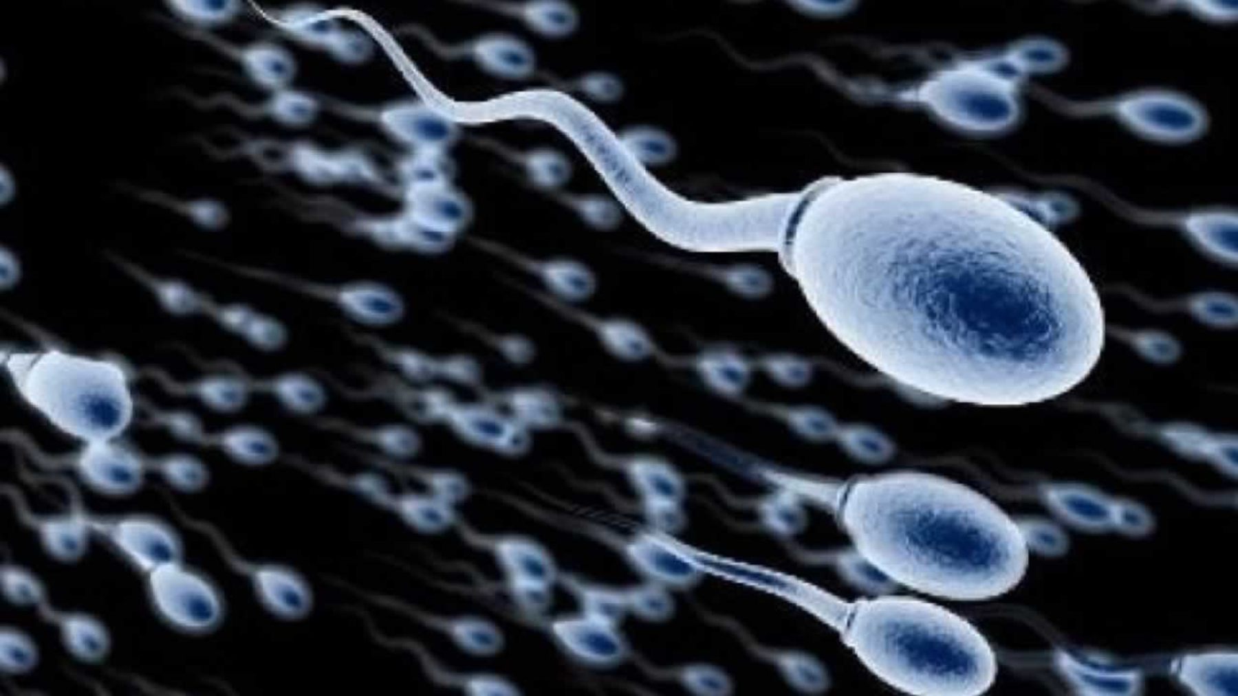 Los espermatozoides en la fecundación