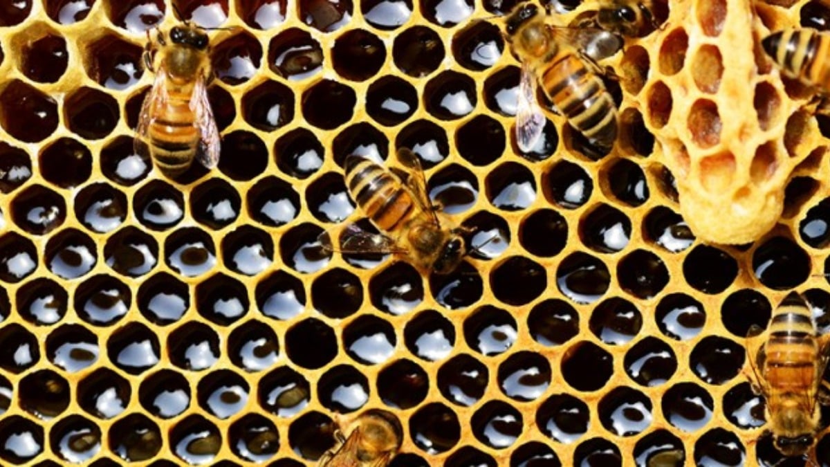 Las abejas crean miel