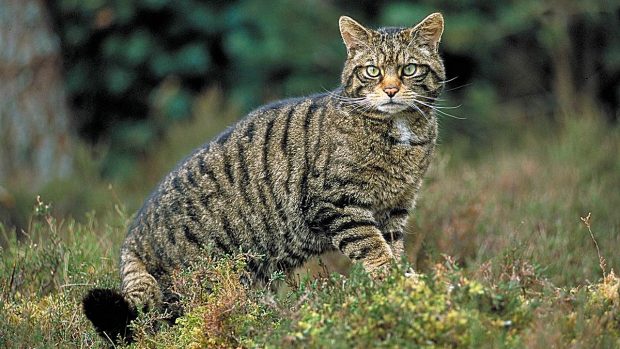 ¿Cuántas especies de linces existen?