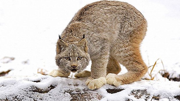 ¿Cuántas especies de linces existen?
