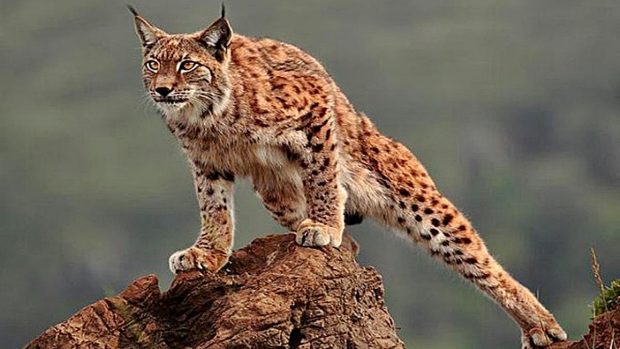 ¿Cuántas especies de linces existen?