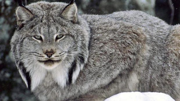 ¿Cuántas especies de linces existen?
