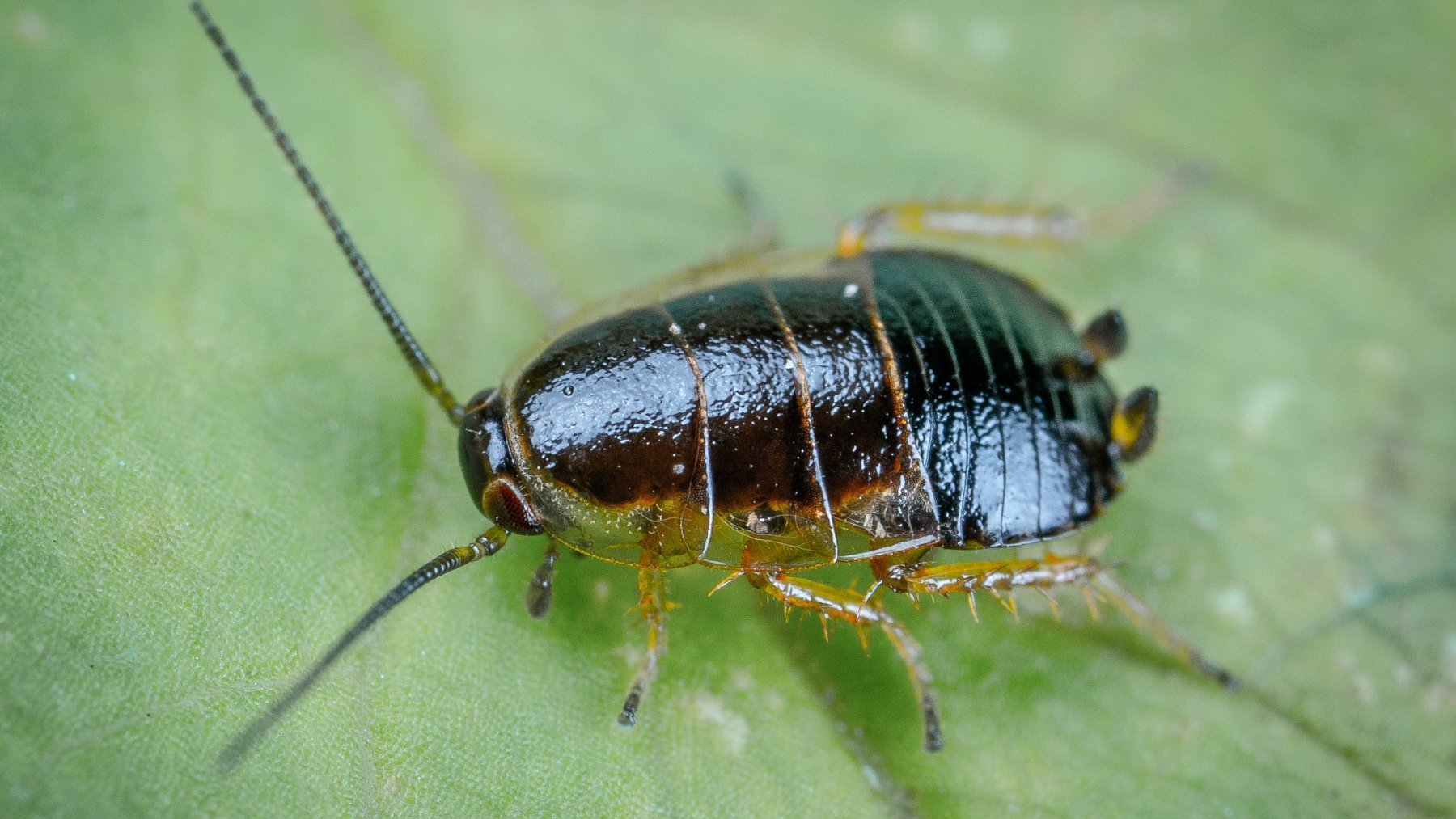 Las cucarachas son un insecto que suele dar mucha fobia
