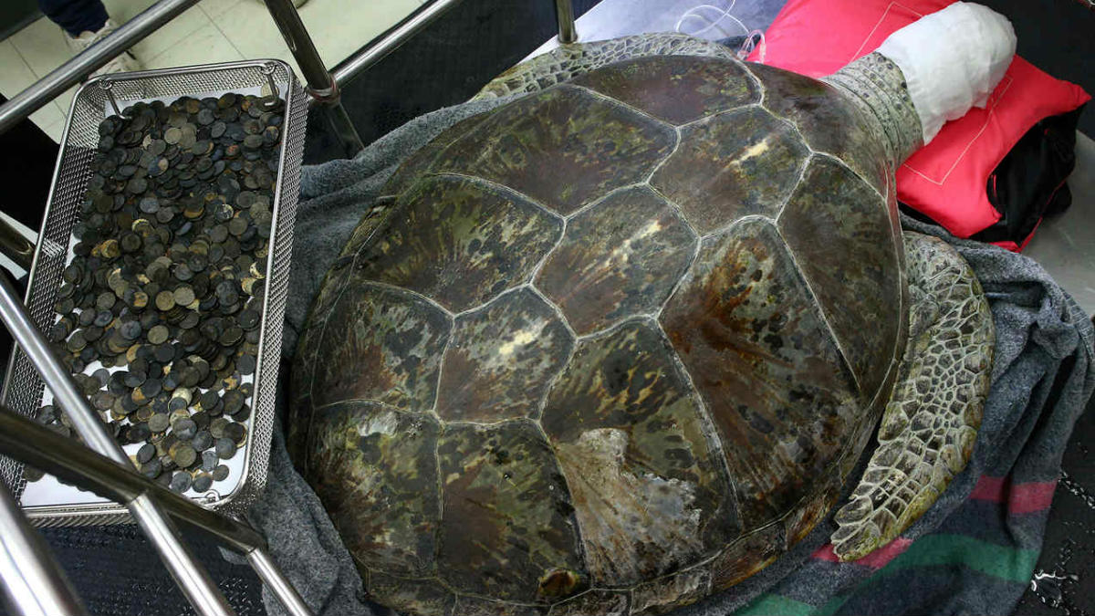 La tortuga ‘Omsin’ (‘Hucha en tailandés) tras la extracción de las 915 monedas que se había tragado y que le envenenaron la sangre. Foto: Agencias