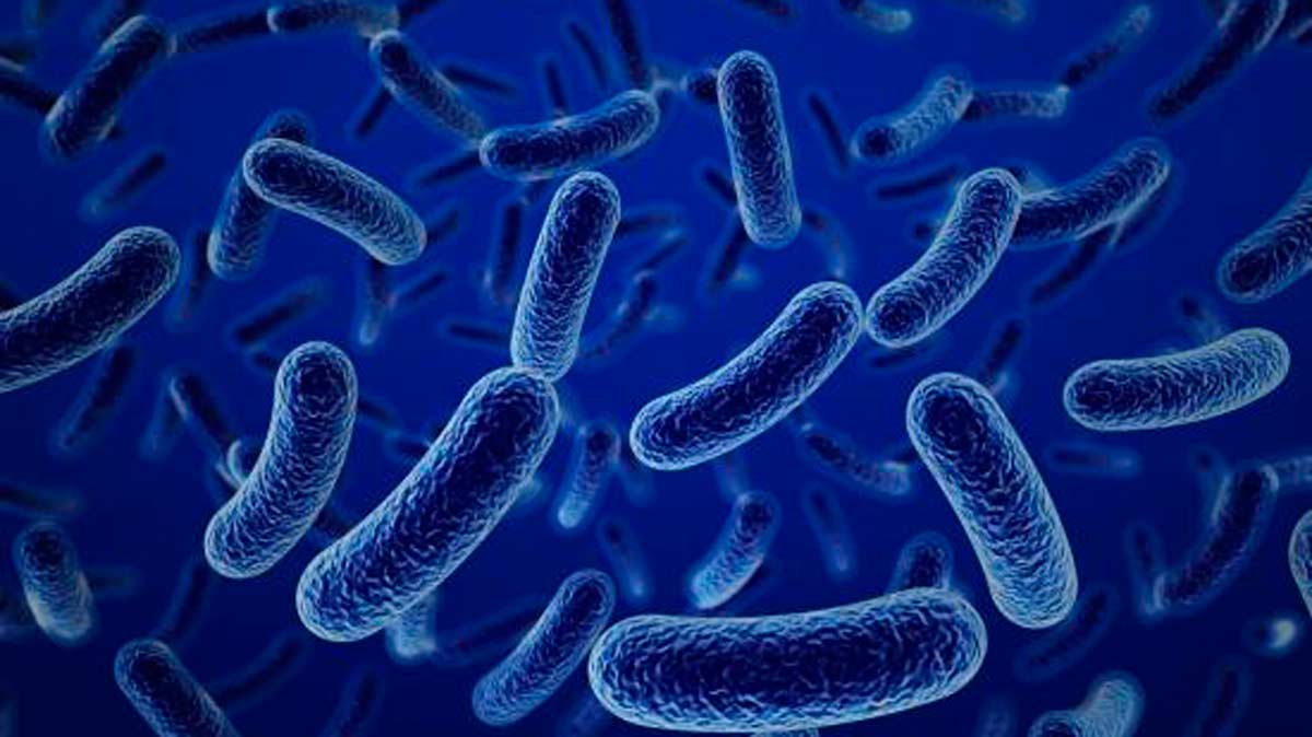 Todo lo que no sabías acerca de las bacterias