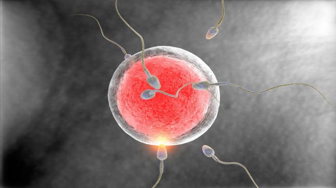 cuantos dias dura un espermatozoide en llegar al ovulo cuantos dias dura un espermatozoide en llegar al ovulo
