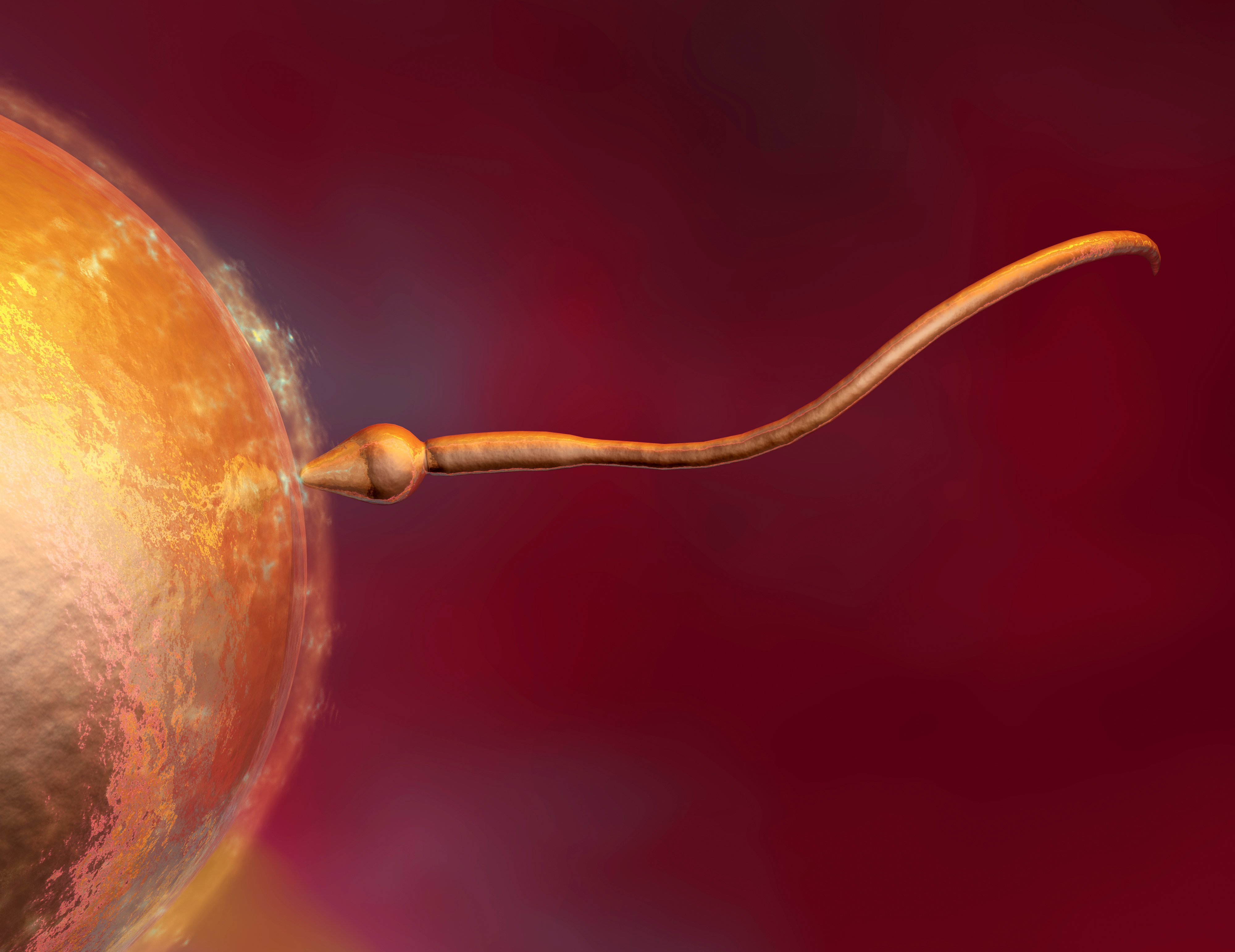 Una fase de reproducción.