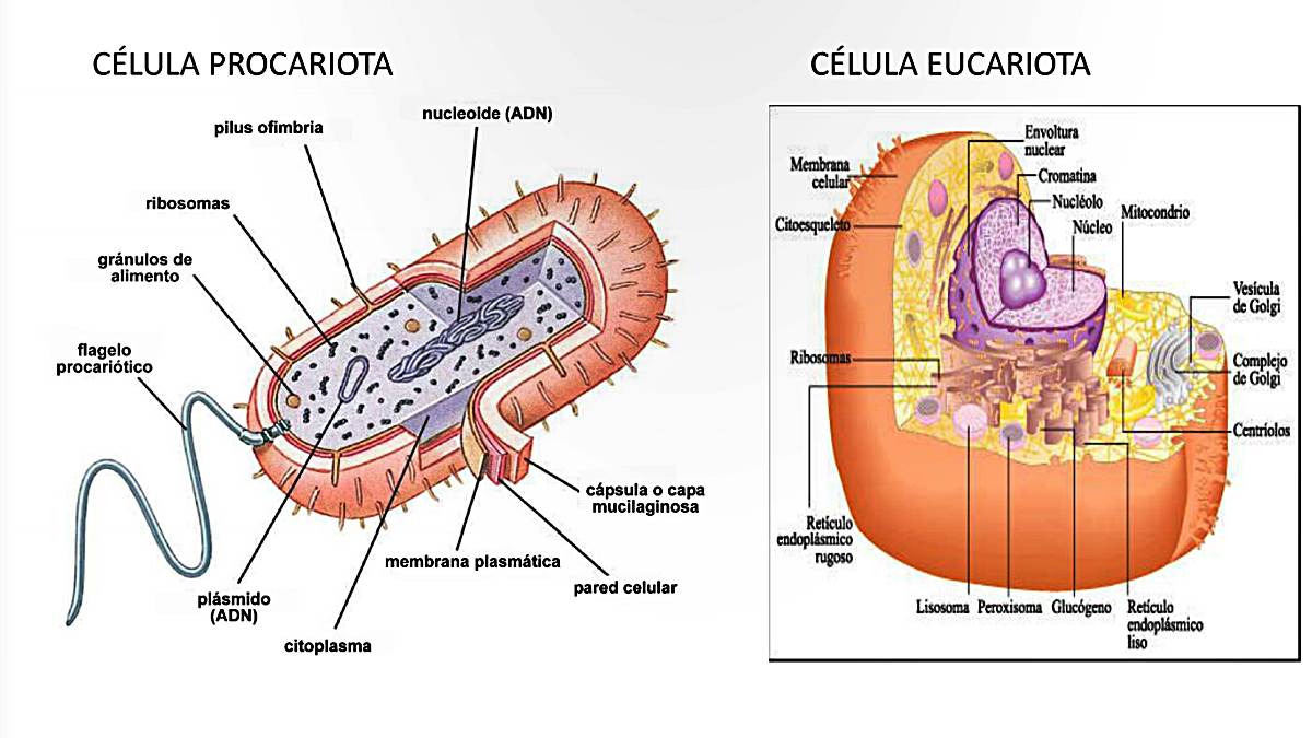 La célula y las estructuras celulares Eucariotas y