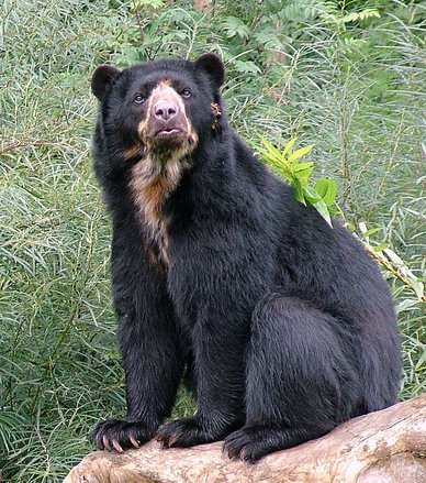 Oso de anteojos: El único oso sudamericano