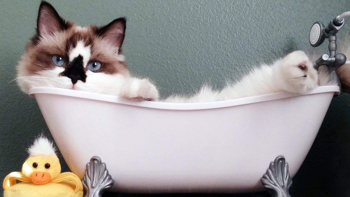 Gatos de tres colores: Baño