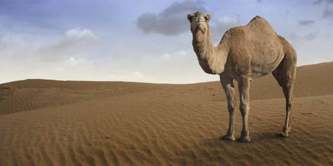 camellos y dromedarios