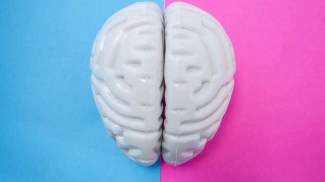 Cerebro hombre y mujer