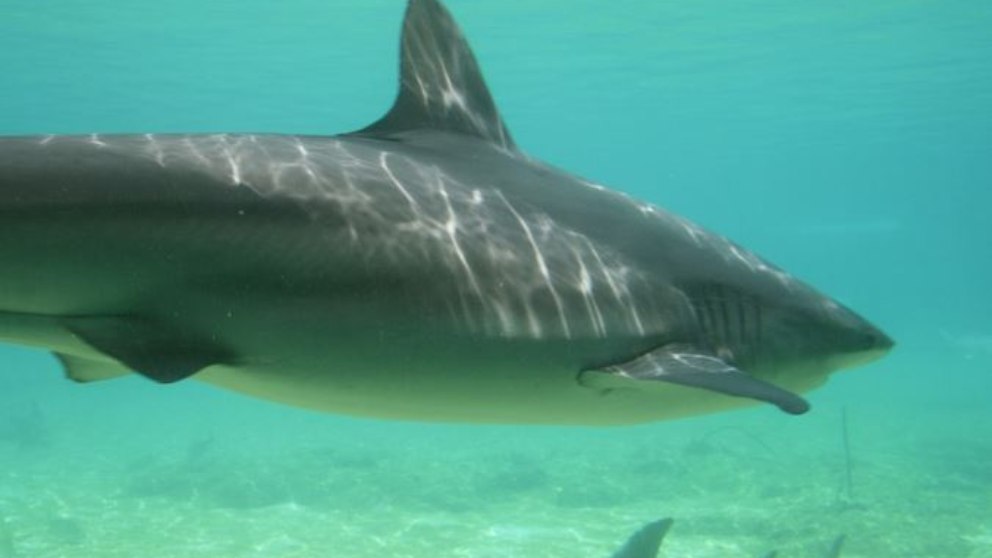 Los tiburones se caracterizan por ser grandes depredadores.