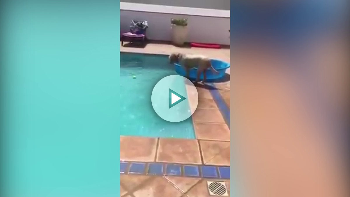 perro-piscina