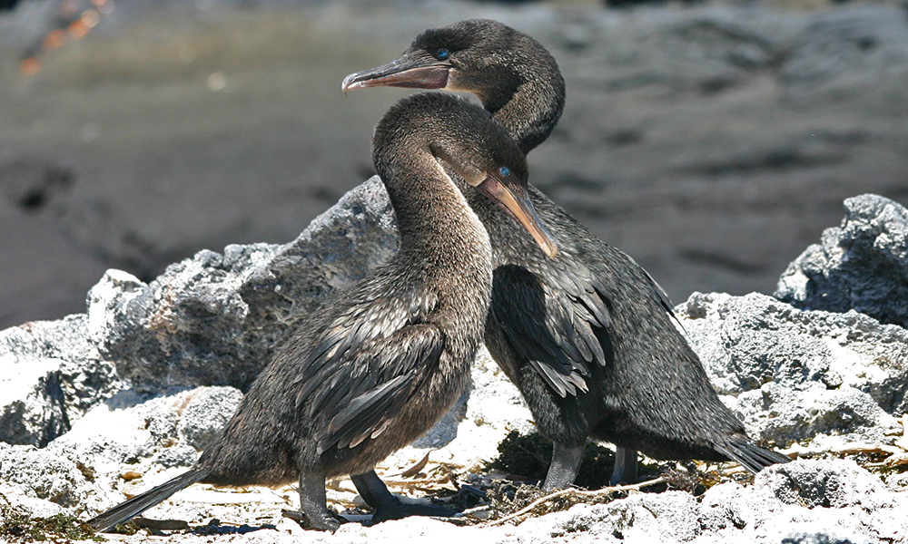Pareja de cormoranes mancón