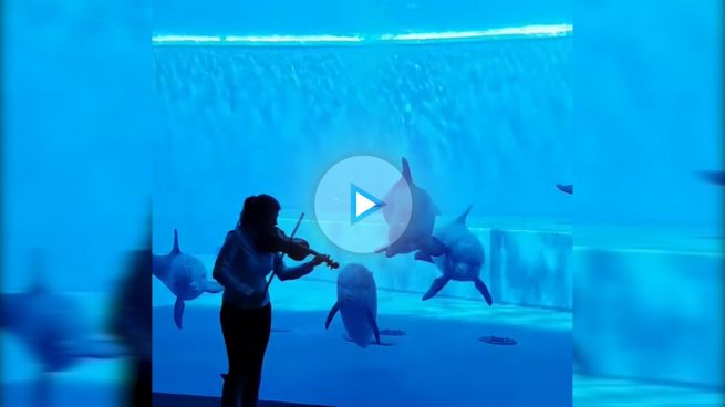 Mira la increíble reacción de estos delfines cuando empieza a sonar la música