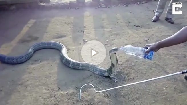 La increíble reacción de esta cobra cuando le dan de beber