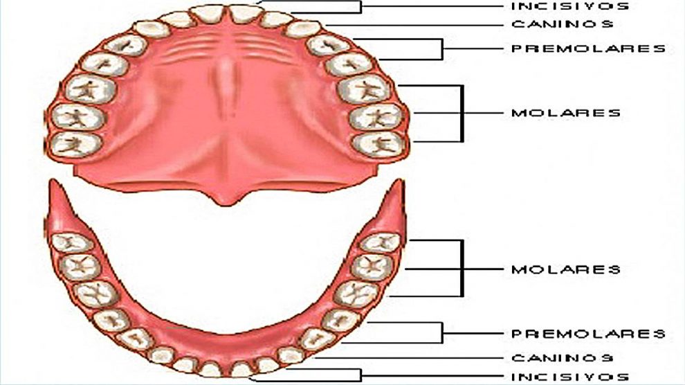 ¿Cómo funcionan los dientes?