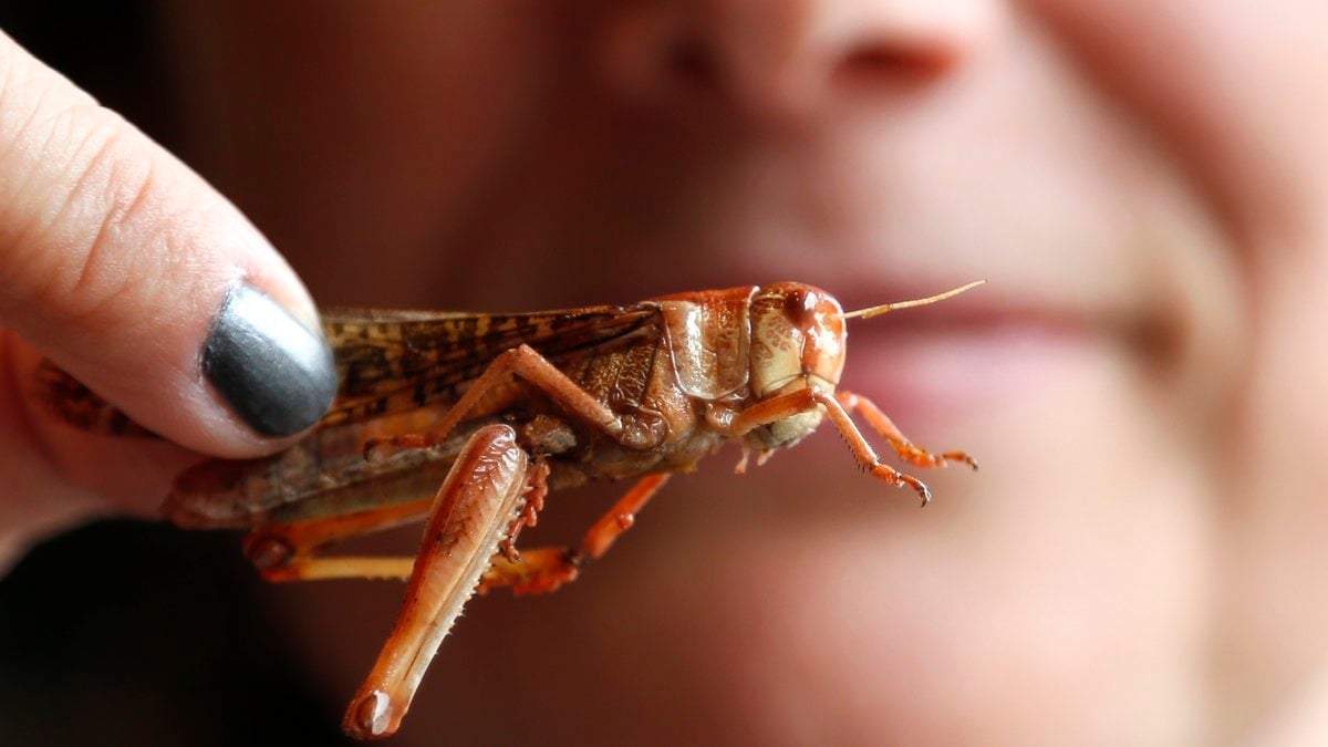 Cuántos insectos hay en el planeta