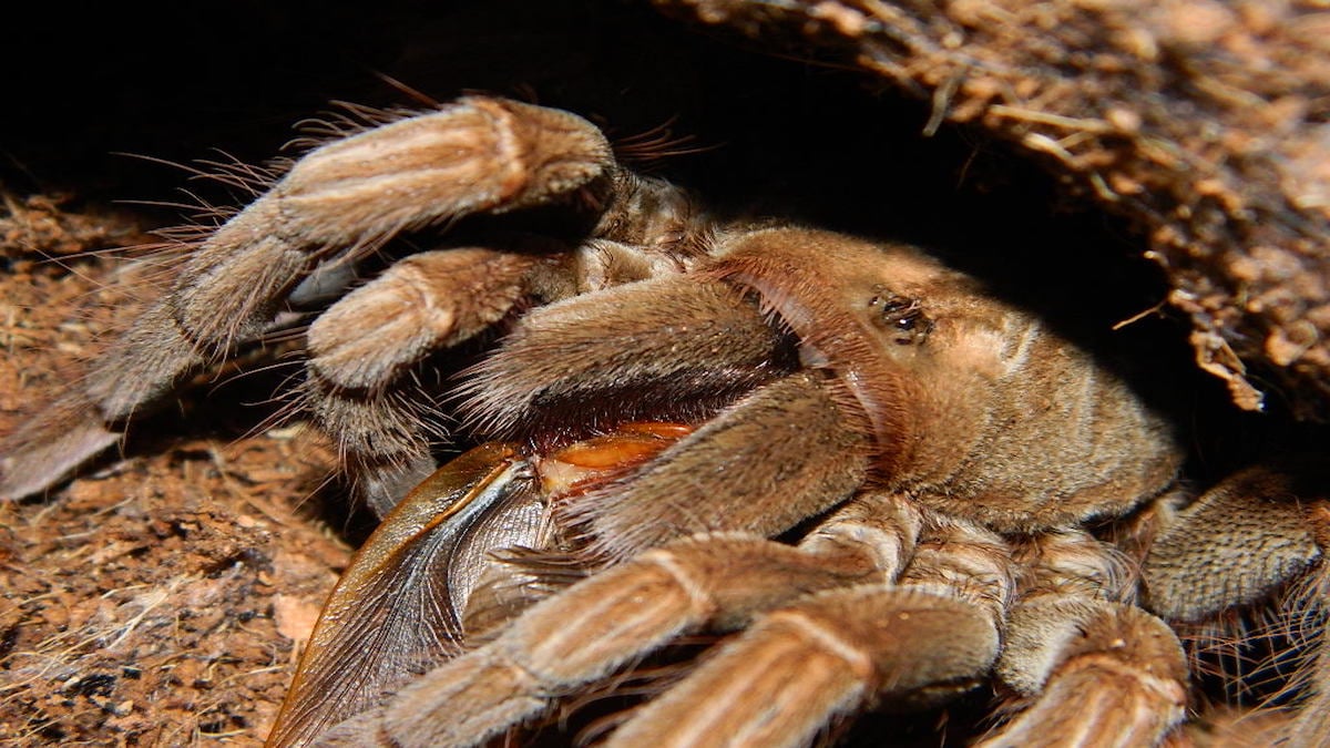 ¿Cuál es la tarántula más grande del mundo? ¿Cuál es la tarántula más grande del mundo?